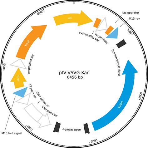 lv vectors plasmids|lentiviral vectors in packaging.